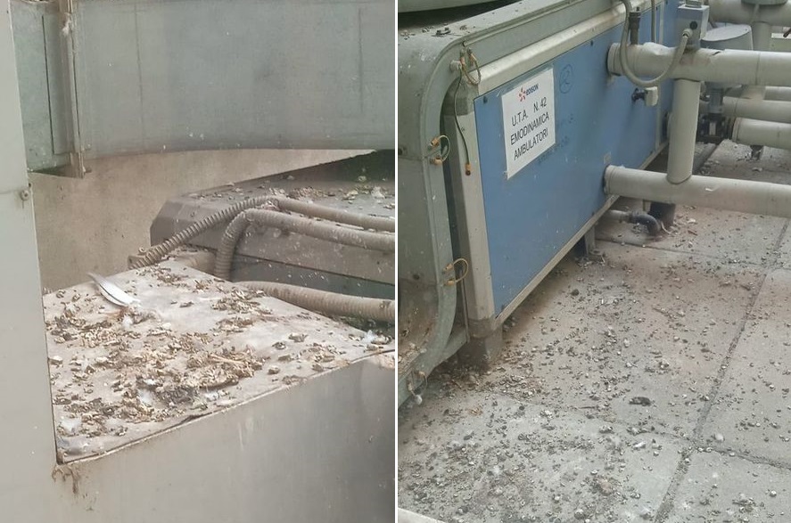 Guano e piume sui tetti e condutture dell’Ospedale: “Situazione disgustosa e poco igienica”