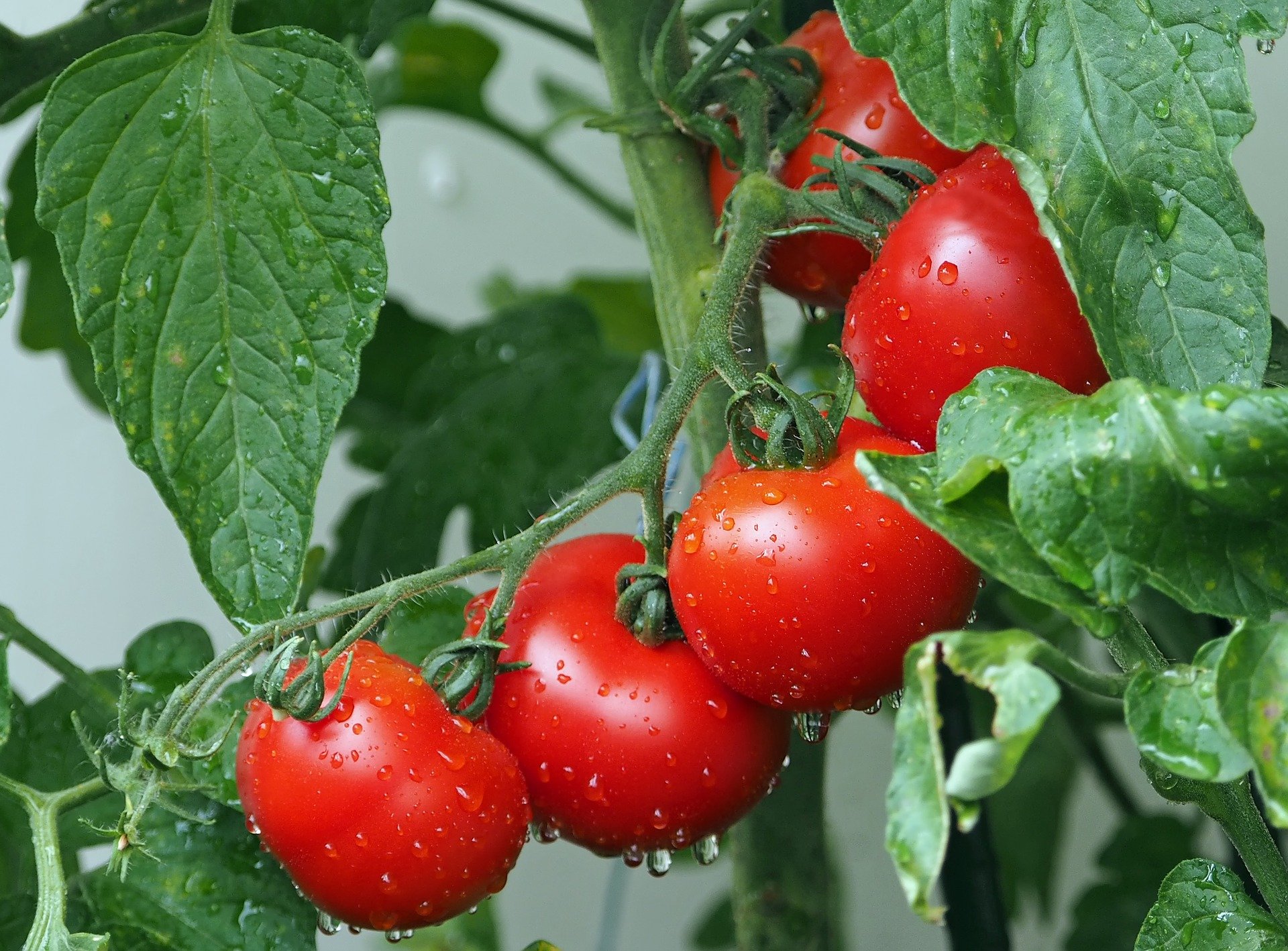 Cia e Confagricoltura sul pomodoro da industria: “Prezzo inaccettabile, i costi sono aumentati del 20%”