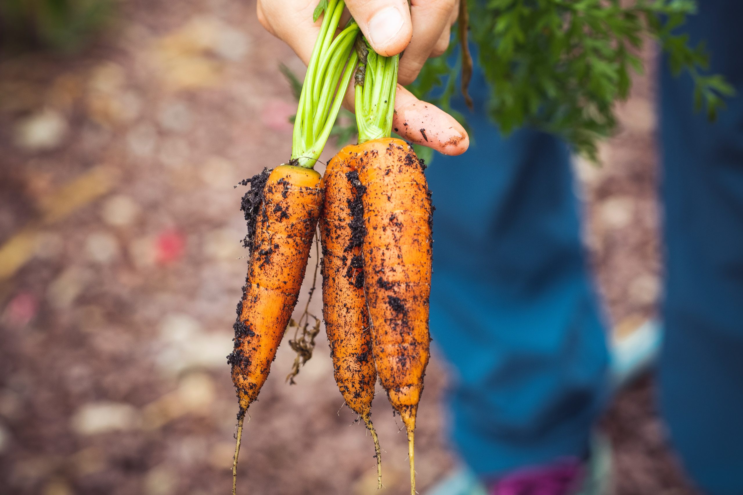 Orto e giardinaggio anche grazie al web con app e influencer