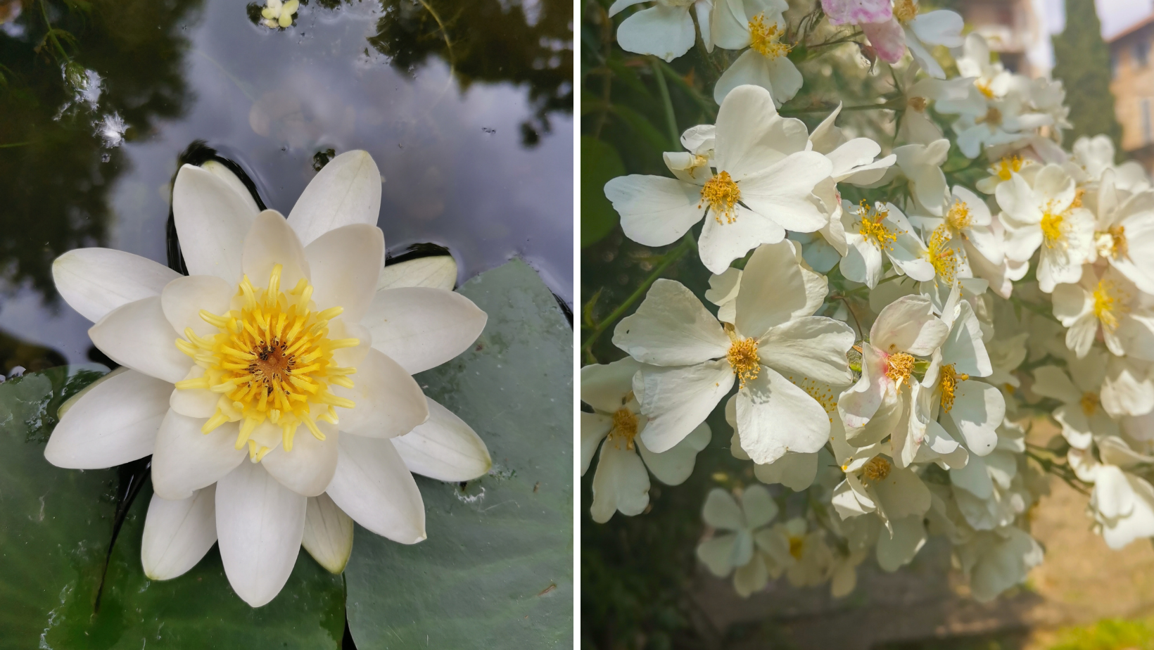 Tre visite guidate gratuite all’Orto Botanico di Pavia