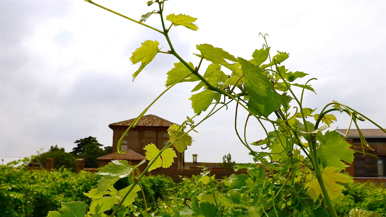 Trekking del vino e degustazioni alla scoperta delle ville del Maresco