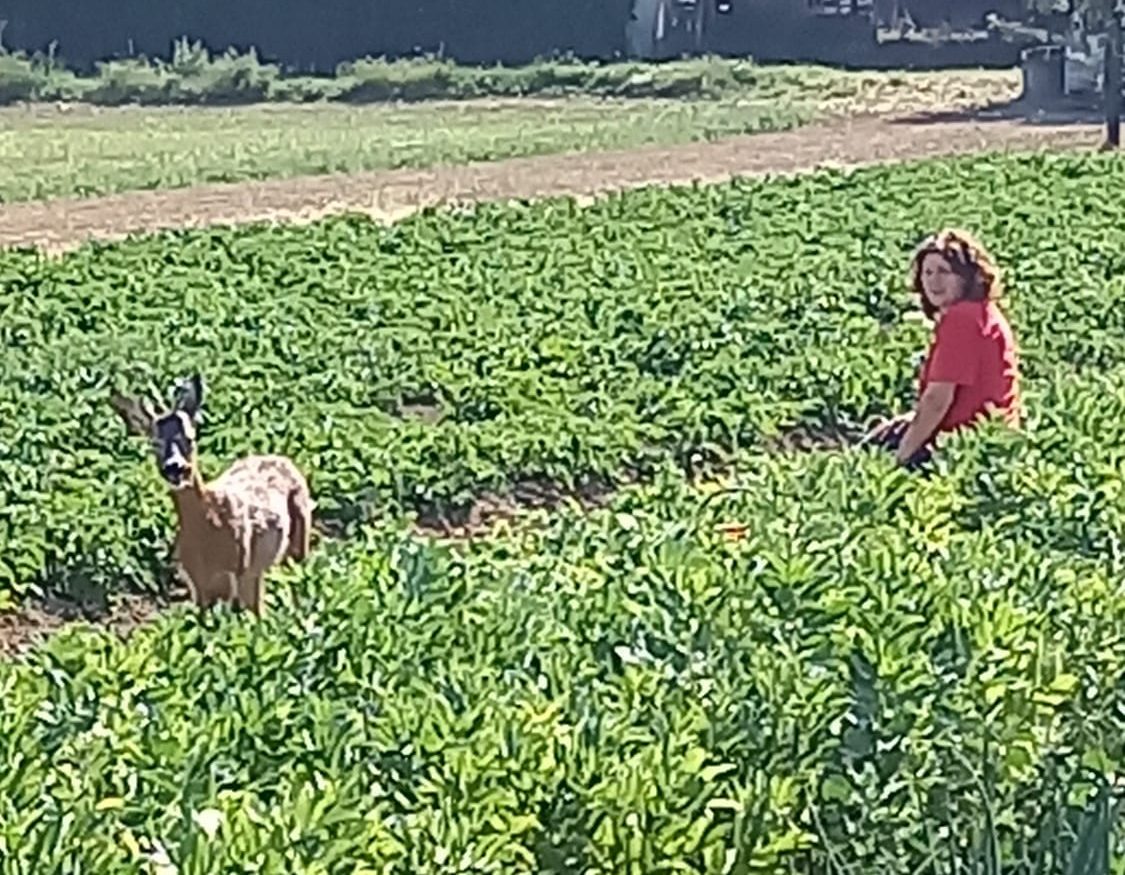 Volpedo: dove si raccoglie la verdura insieme a un capriolo curioso