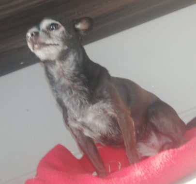 Chihuahua scomparso al Cristo: l’appello dei padroni