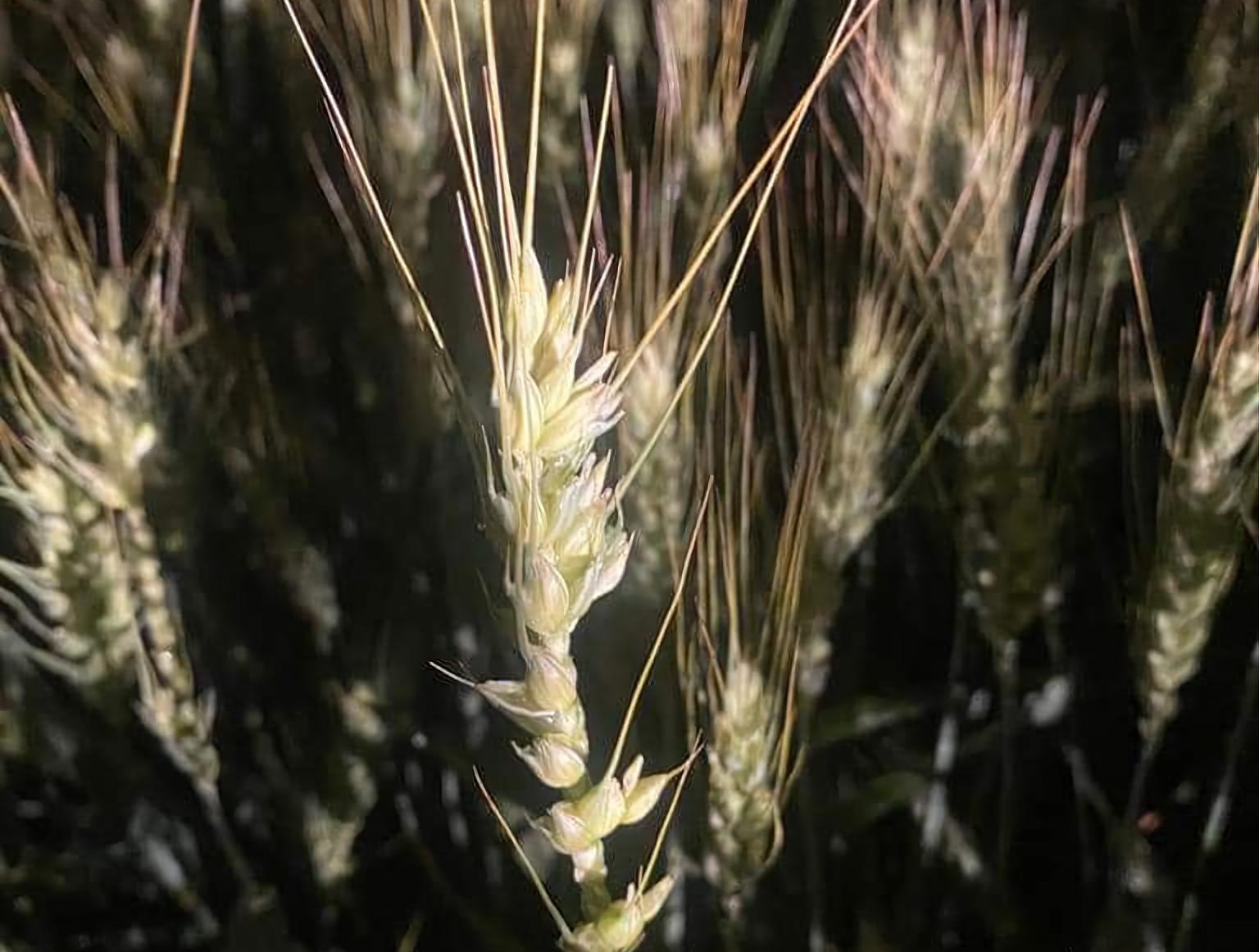 Maltempo, Coldiretti: “Grandine ha messo a rischio i raccolti dell’Alessandrino”