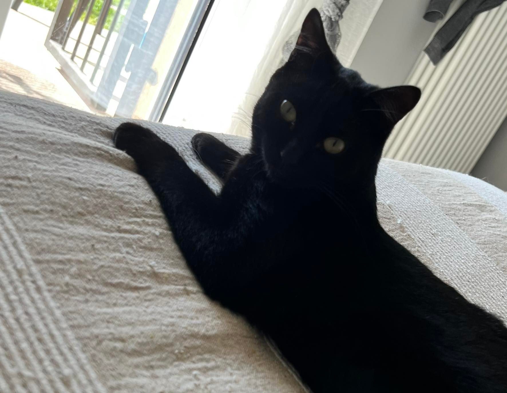 Smarrito in zona D3 al Cristo il gatto Bartolomeo: “Se qualcuno lo vede mi contatti”