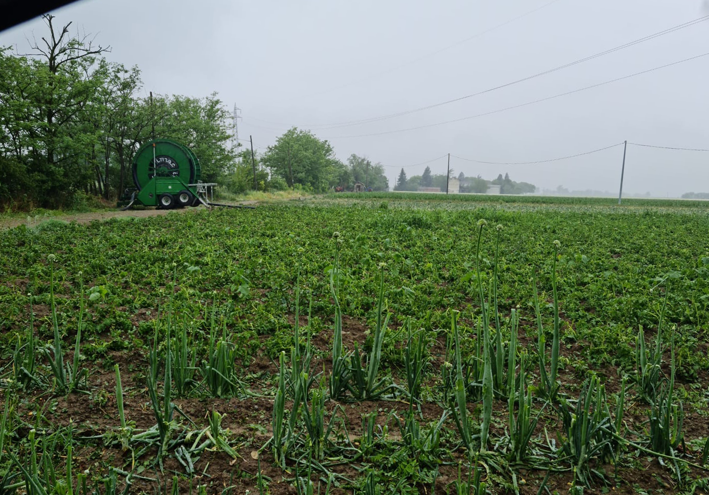 Grandinata di sabato sera: nel tortonese dimezzati raccolti di grano