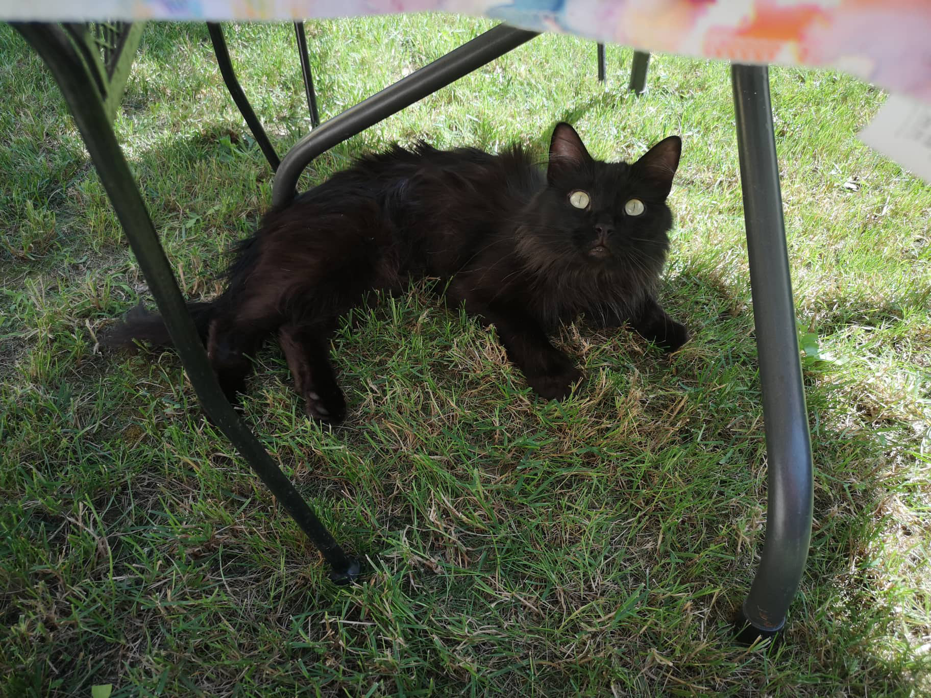 Aiutiamo Elisa a ritrovare il suo gatto Moon