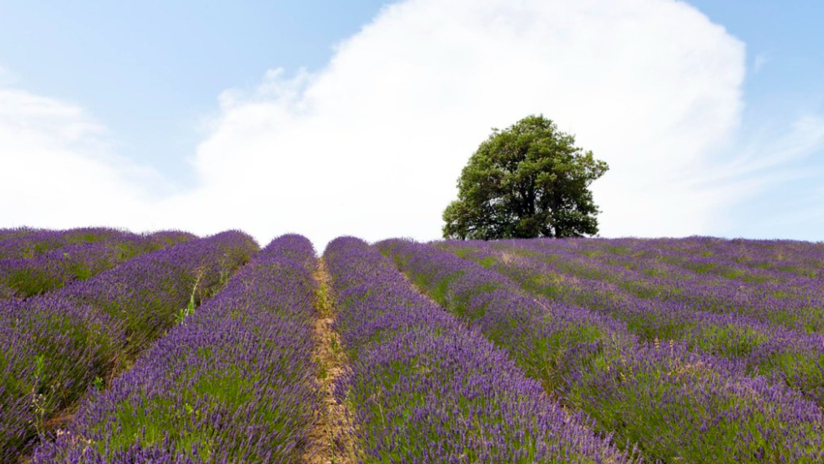 In cammino al tramonto sulle colline d’Oltrepò nei giorni della lavanda