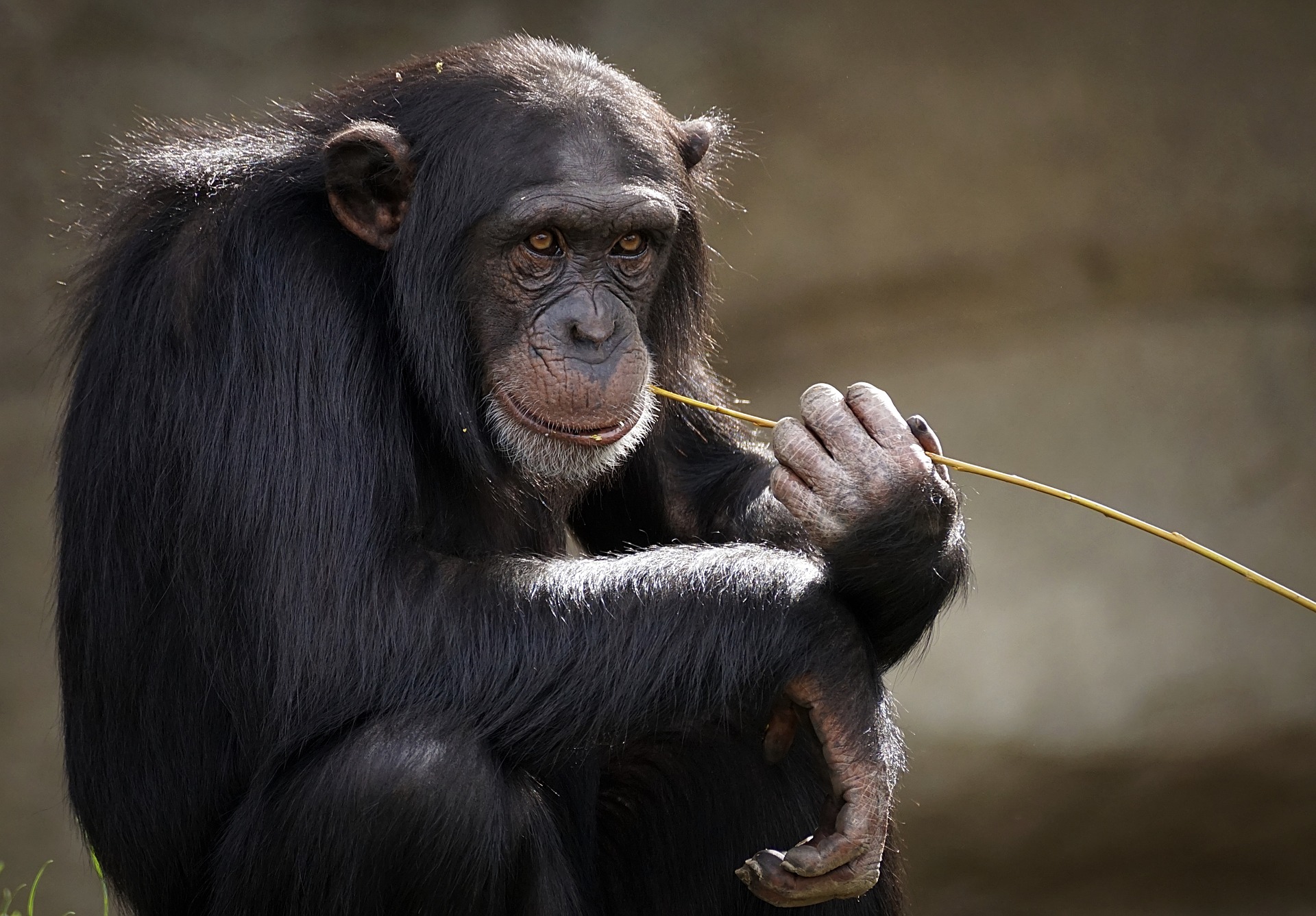 Vaiolo delle scimmie: finora 23 casi in Piemonte (17 importati da altre zone). Per ora no vaccini preventivi