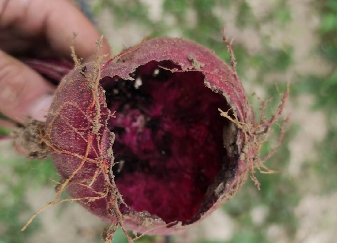 Coldiretti: “Il caldo sta bruciando frutta e verdura, in provincia danni da 250 milioni di euro”