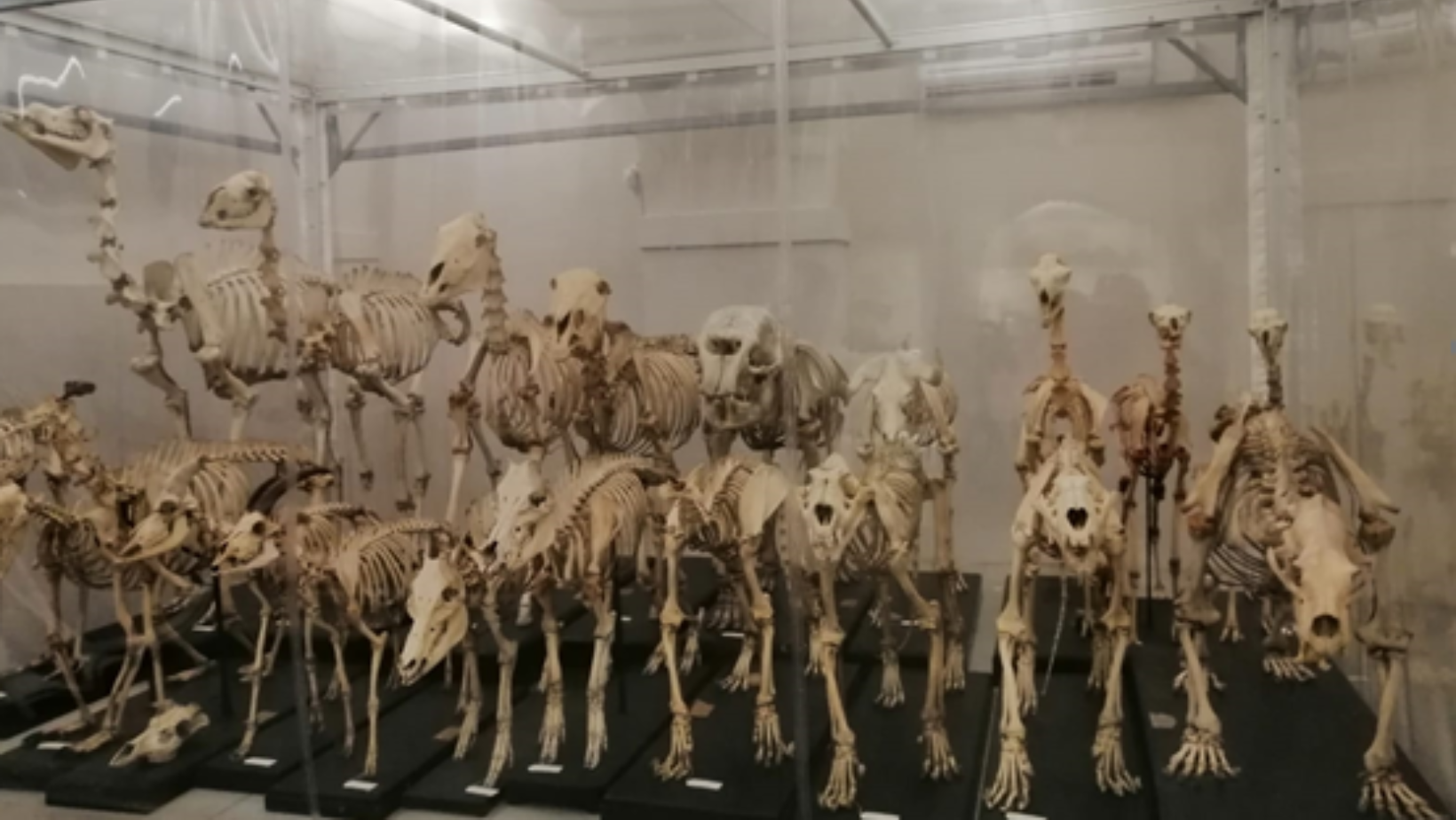 Una notte al Museo Kosmos tra le collezioni antiche nei depositi