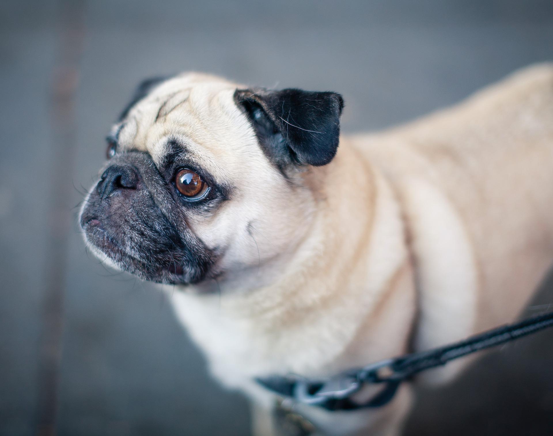 Cani, il Comune di Alessandria ricorda le regole ai padroni: multe fino a 150 euro