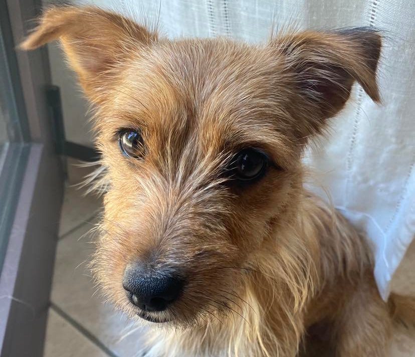 Appello per ritrovare la cagnolina Marta, smarrita a Litta