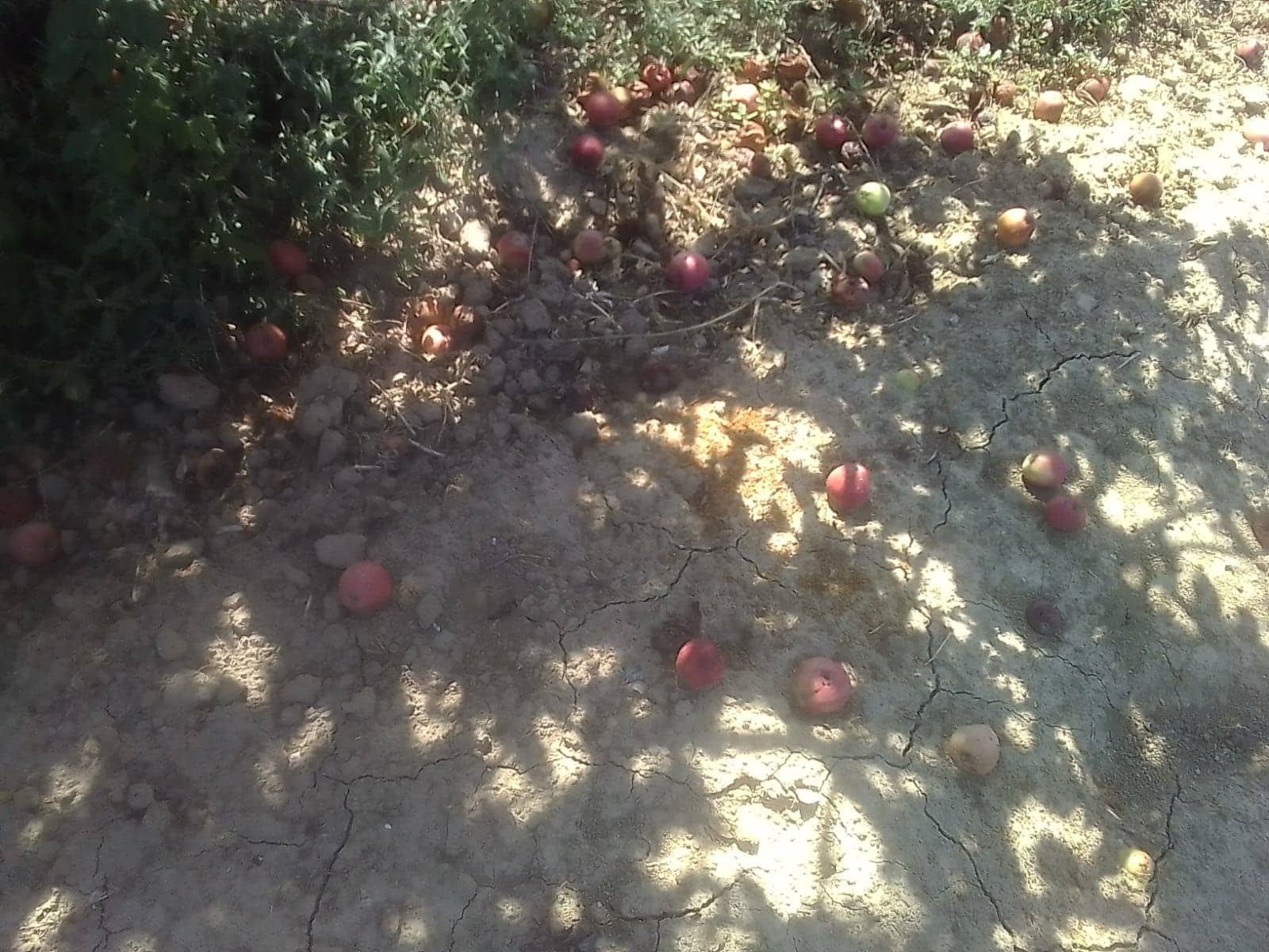 “Ogni anno i cinghiali mi devastano le coltivazioni”: il grido d’allarme di una imprenditrice agricola