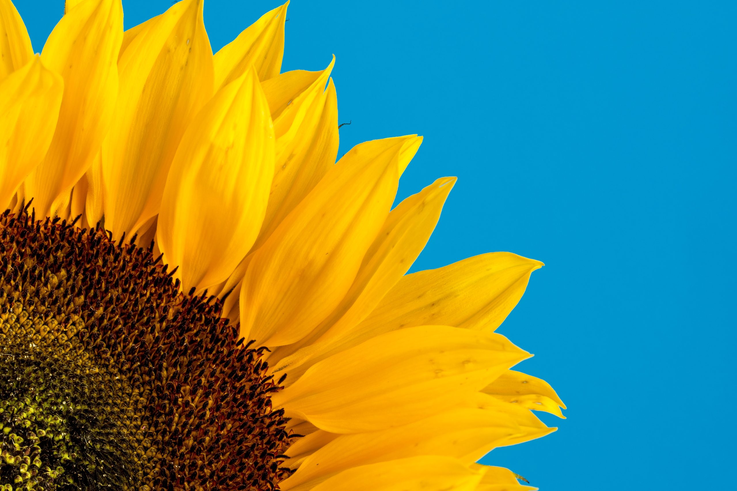 Olio di semi di girasole: incremento di prezzo record: +66%