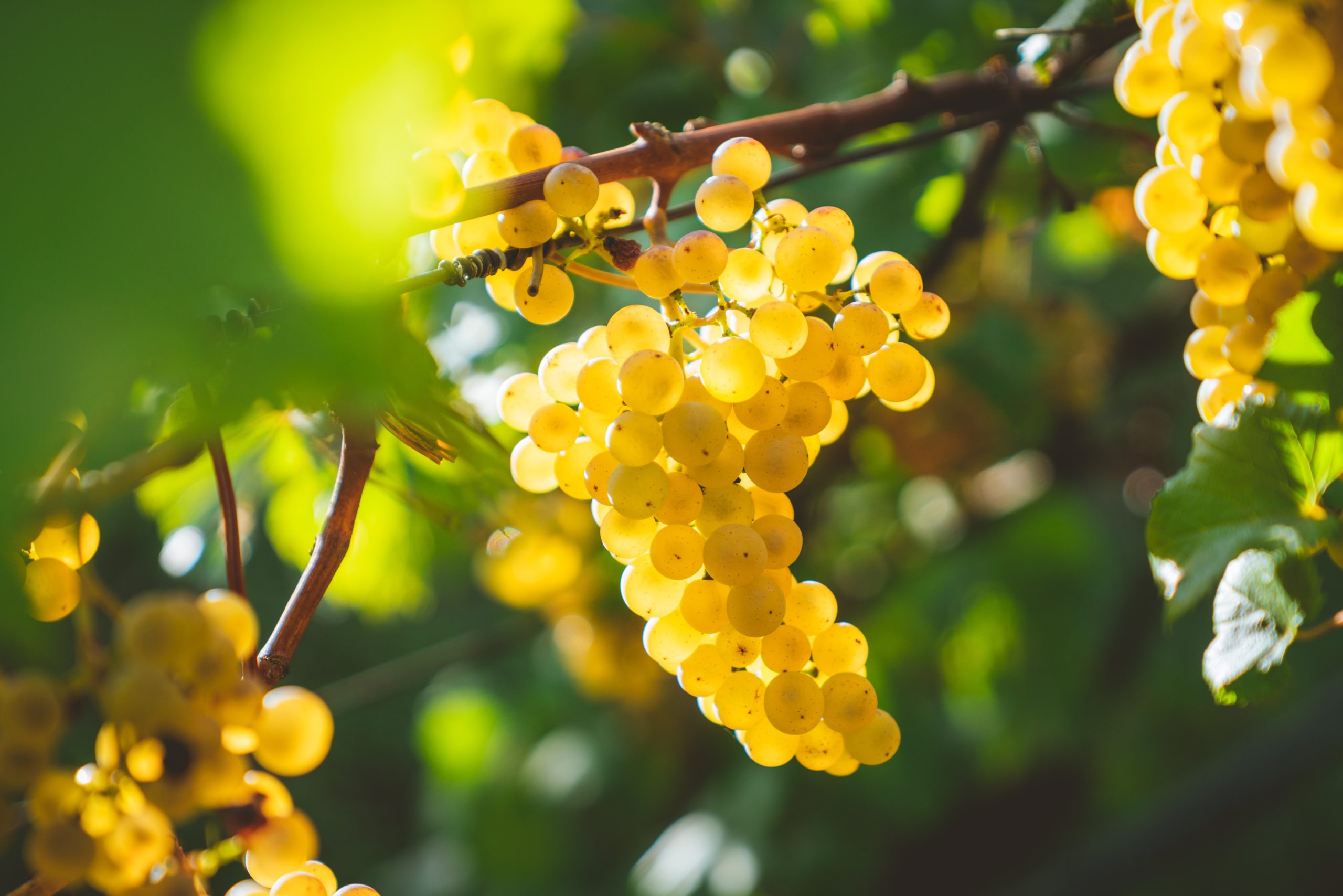 Vendemmia 2025: previsioni di resa e qualità “ottime”