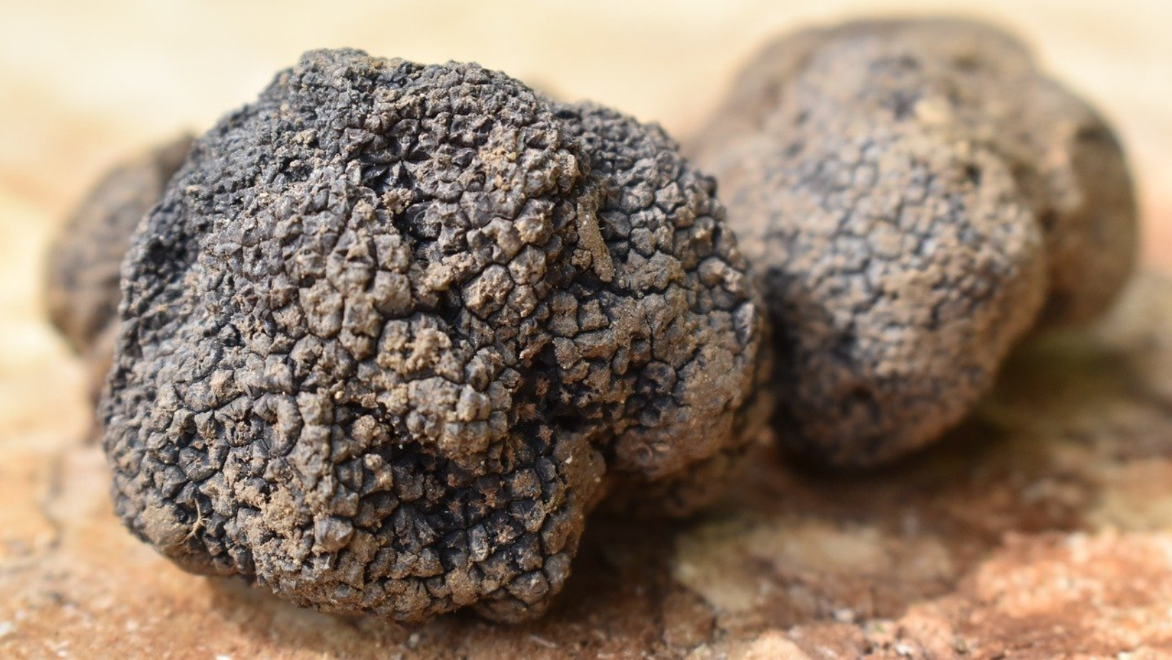 Domenica 23 ottobre la Fiera Nazionale del Tartufo Bianco a Trisobbio