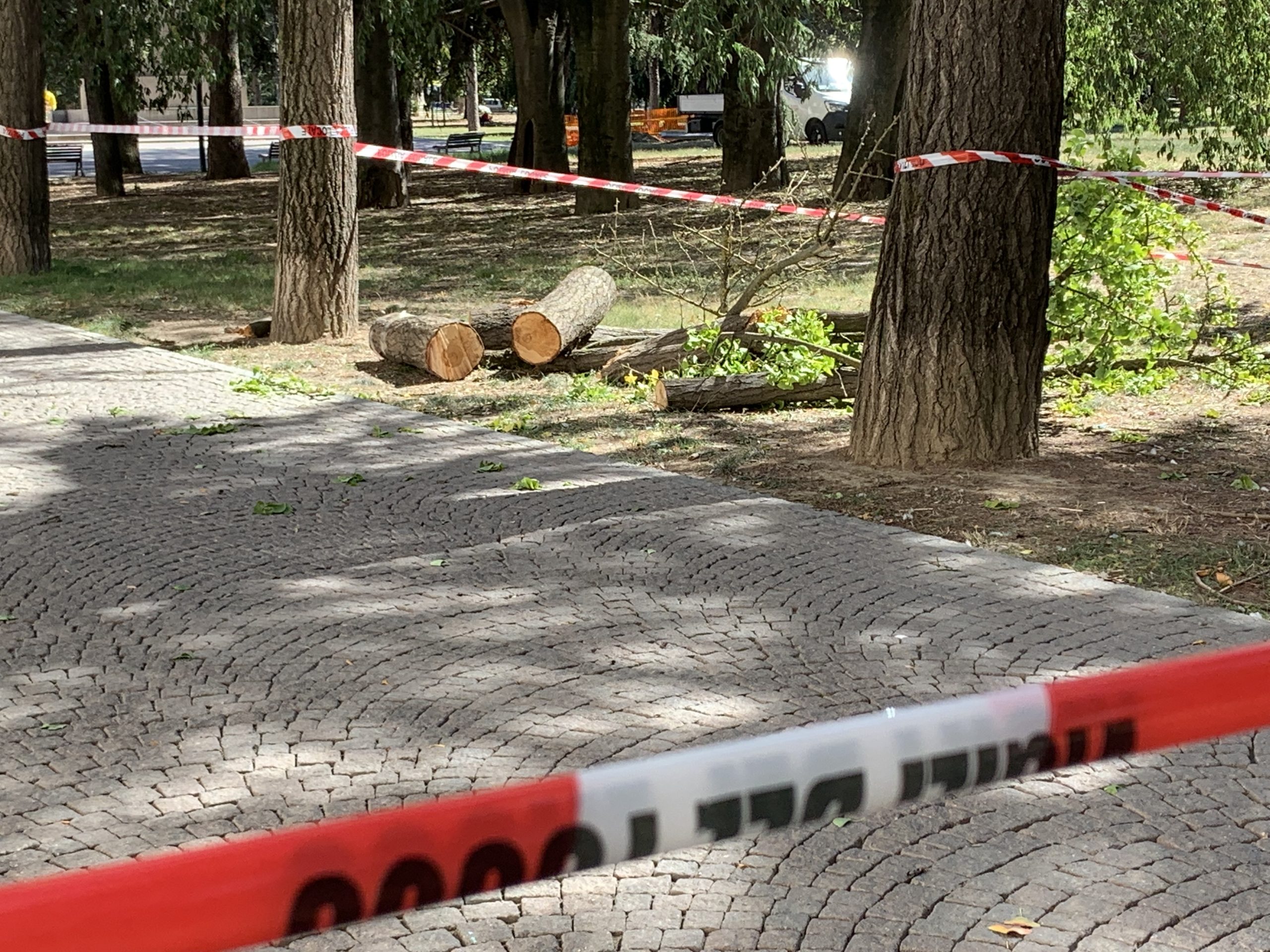 Ramo cade per il forte vento: ferita una passante