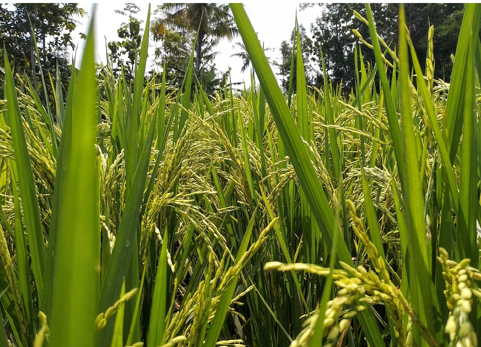 Agricoltura: atto vandalico distrugge campo sperimentale di riso ‘Tea’ in Lomellina