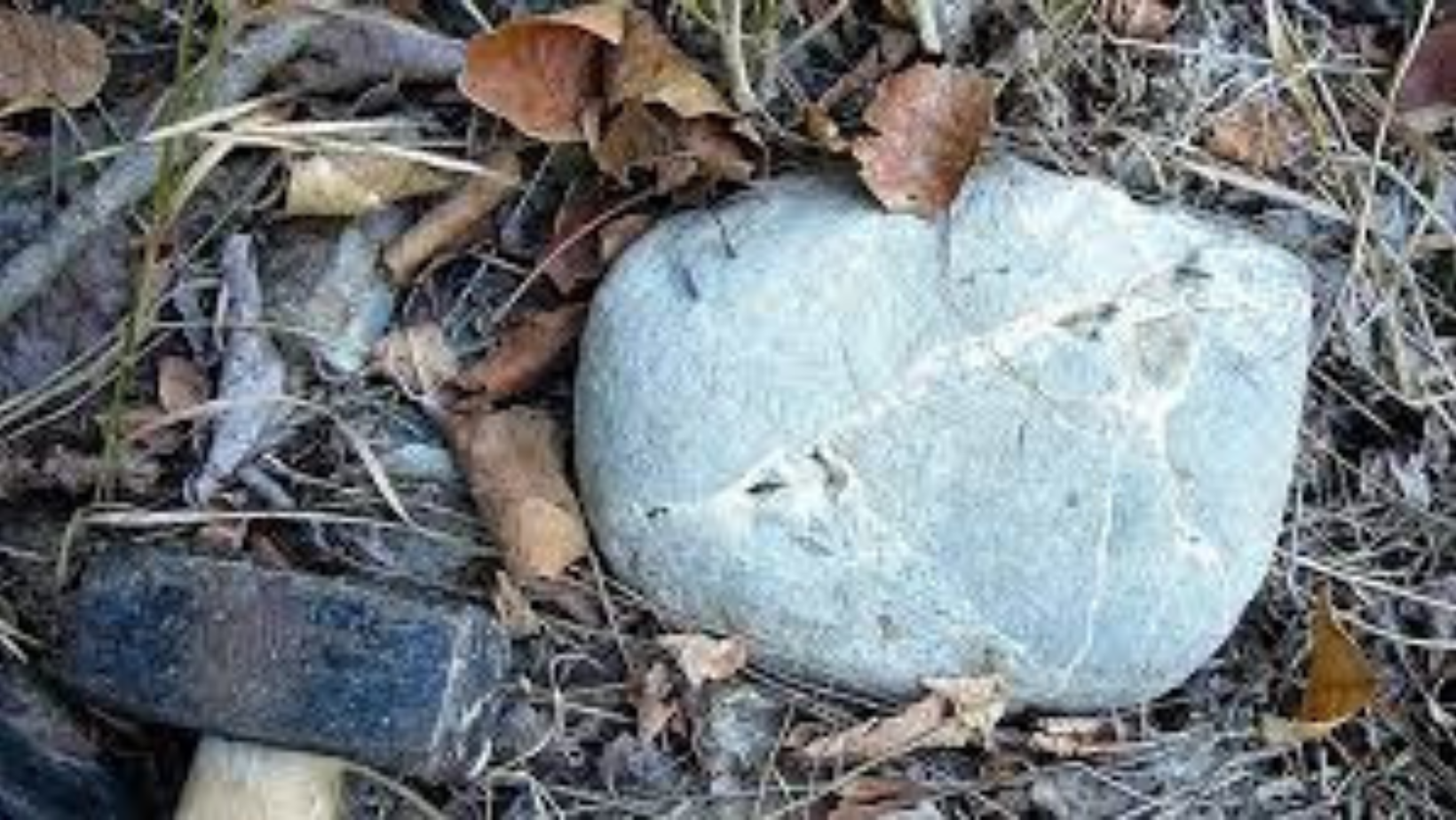 A Godiasco un’escursione naturalistica alla ricerca delle Septarie