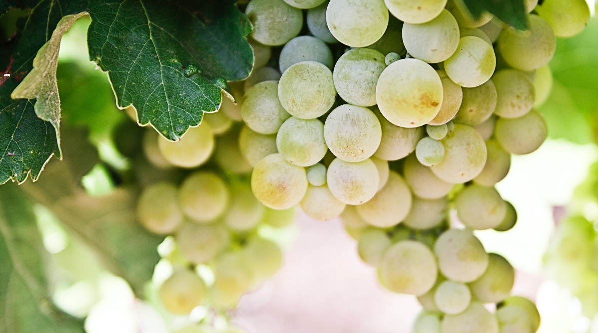 Vendemmia: “Ottima annata, nonostante lo stress per la siccità”
