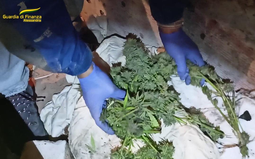 Smantellata banda che produceva stupefacenti ad Alessandria: accertate oltre 2mila cessioni di sostanze illecite
