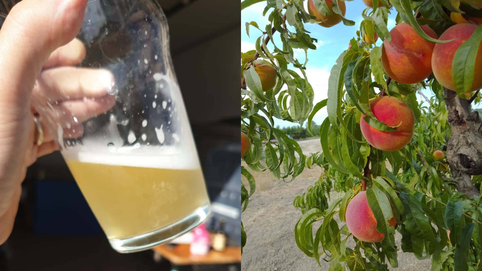 Arriva “Volpesca”, la birra alle Pesche di Volpedo