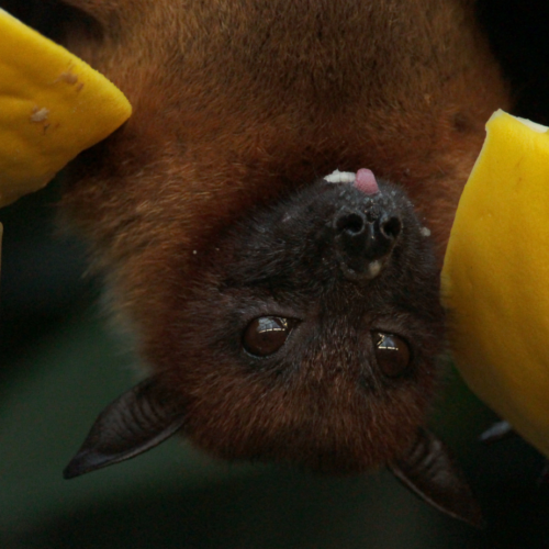 Isolato virus Iskv da pipistrello nel Bergamasco. “Prima volta in Italia”