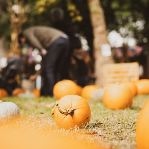 Cosa fare ad Halloween 2022. Gli eventi in provincia di Pavia