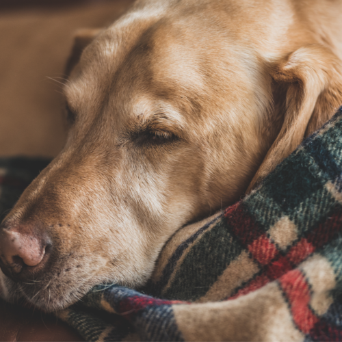 Parte la campagna “#donaunacoperta” per riscaldare i cani nei rifugi