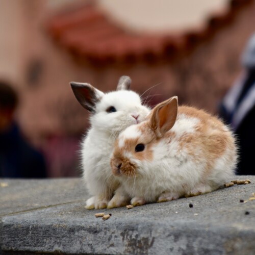 Leini primo Comuni in Piemonte a vietare la vendita di animali vivi nei mercati settimanali