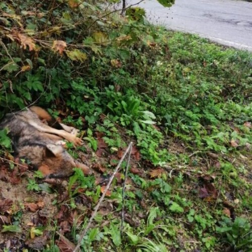 Altro lupo trovato morto in provincia di Alessandria: è il terzo caso