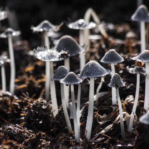 Impennata di avvelenamenti da funghi, anche tra i bambini: gli sportelli ad Alessandria, Casale e Novi
