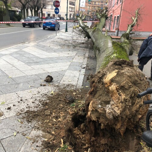Albero caduto ad Acqui, sindaco: “Sembrava sano, subito un monitoraggio sulle altre piante”