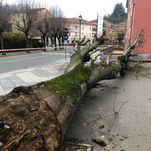 Albero caduto ad Acqui in zona Bagni: per fortuna nessun ferito