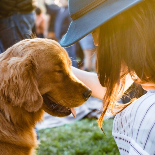 Elenco regionale dei Dog Sitter. Il modulo per iscriversi