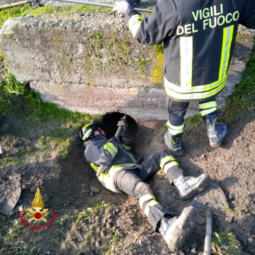 Salvano un cane maremmano incastrato in un canale di scolo: l’intervento dei Vigili del Fuoco di Casale