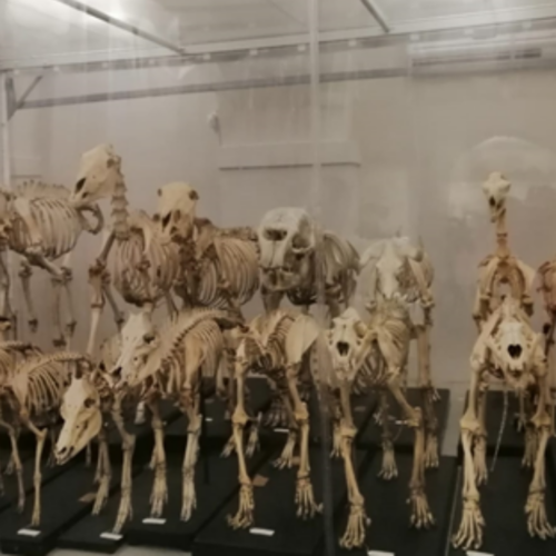 I depositi del Museo Kosmos di Pavia aperti in occasione di San Siro