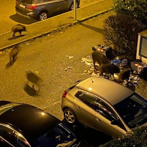 Cinghiali a Tortona: “Arrivano tutte le sere e ribaltano i bidoni”