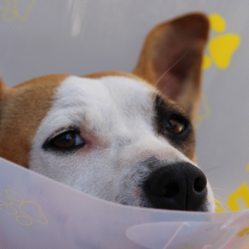 Rimborso delle spese veterinarie a Pavia, arriva l’ok dalla Giunta