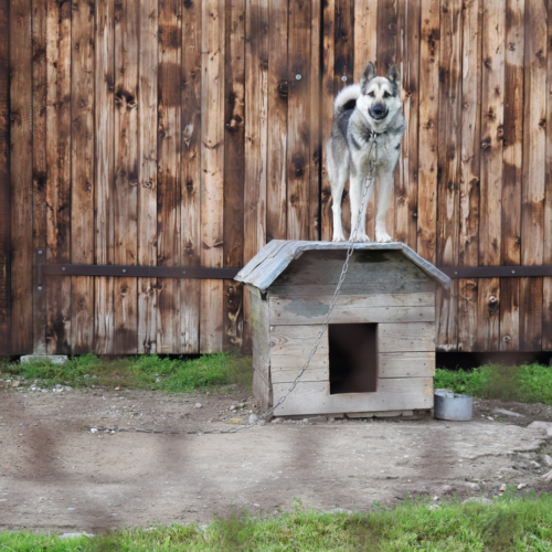 Cattive condizioni igieniche in un allevamento di cani, due denunce a Cornaredo