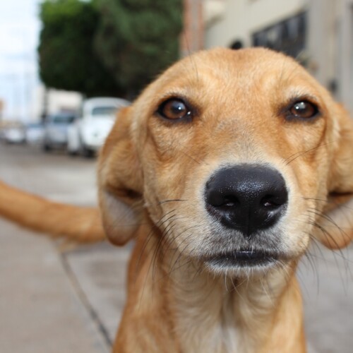 Welfare Animale Alessandria: 63 esposti per presunti maltrattamenti nel 2022
