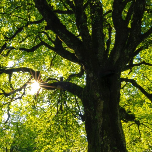 150 alberi ad Alessandria sull’asse di via De Gasperi. Ad Acqui Terme oltre 1 milione per il verde