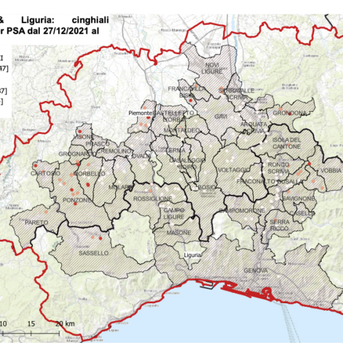 Due nuovi casi di peste suina. Salgono a 236 le positività in Piemonte e Liguria