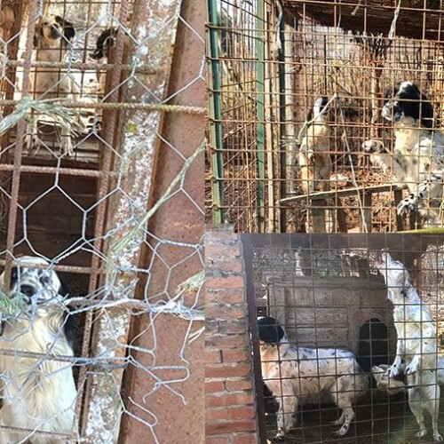 A Isola S. Antonio trovati sei cani setter lasciati al freddo e in cucce sporche: multato un cacciatore