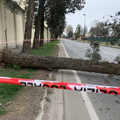 Albero cade in viale Teresa Michel ad Alessandria