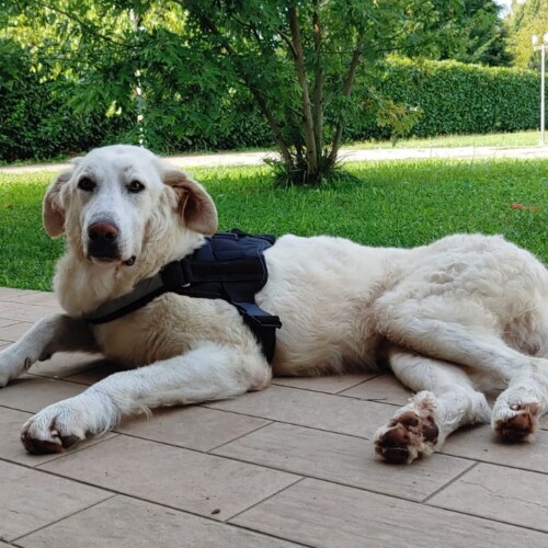 Da 10 anni l’Associazione Tutela Animali e il Comune di Alessandria fanno squadra per aiutare cani e gatti
