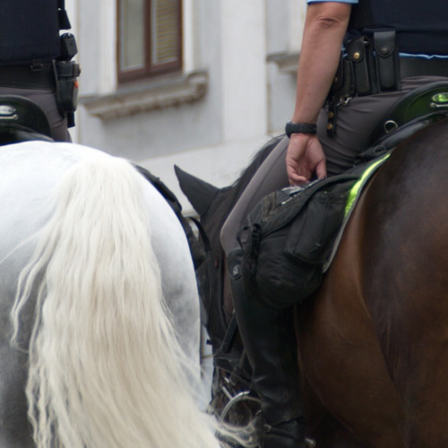 Milano: donna senza fissa dimora tira la coda a un cavallo della Polizia, denunciata