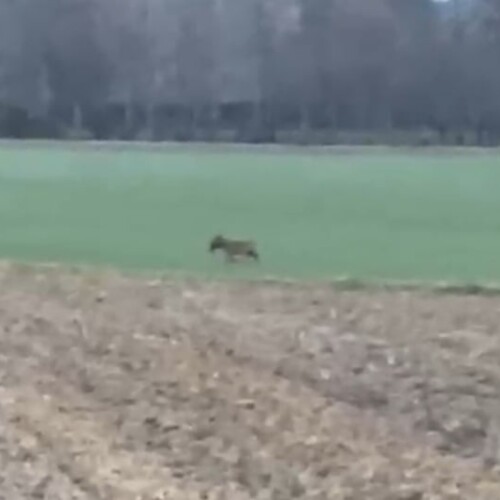 Avvistato un lupo vicino a Valmadonna