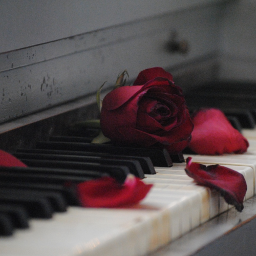 Aumentano i prezzi delle rose estere. I fiori italiani sono i più richiesti a San Valentino